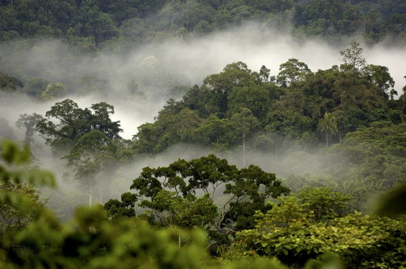Indonesia, a "mega-biodiversity" country, plays a crucial role in global ecosystem stability